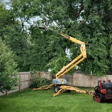 Trusted Juarez, TX Tree Care Services Experts