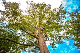 Best Tree Trimming and Pruning  in Juarez, TX