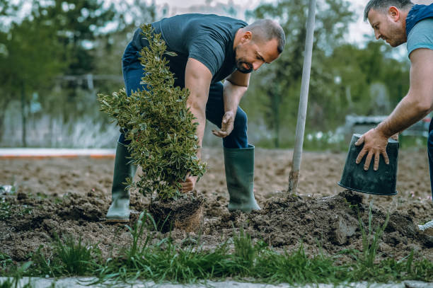 Best Lawn Grading and Leveling  in Juarez, TX